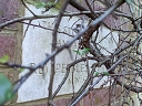 Highbury Quadrant Congregational Church (id=6433)